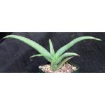 Aloe monotropa 5-inch pots