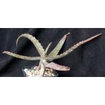 Aloe monotropa 5-inch pots