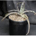 Aloe montis-nabro 2-gallon pots