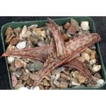 Aloe mossurilensis 4-inch pots