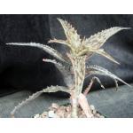 Aloe mossurilensis 4-inch pots