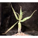 Aloe mossurilensis one-gallon pots