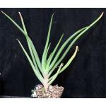 Aloe mutabilis 5-inch pots