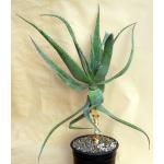 Aloe ngongensis (WY 1057) 2-gallon pots