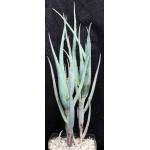 Aloe ngongensis (WY 1057) one-gallon pots