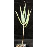 Aloe ngongensis (WY 1057) 5-inch pots