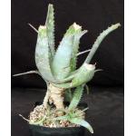 Aloe niensiensis one-gallon pots