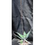 Aloe niensiensis 5-inch pots