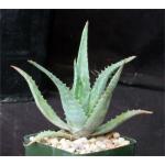 Aloe niensiensis 4-inch pots