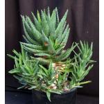 Aloe nobilis 3-gallon pots