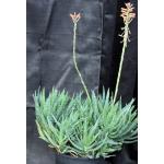 Aloe nobilis 3-gallon pots