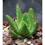 Aloe nobilis 4-inch pots