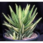 Aloe nobilis (variegated) 8-inch pots