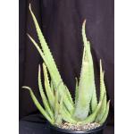 Aloe officinalis 2-gallon pots
