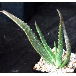 Aloe officinalis 5-inch pots