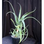 Aloe omoana 3-gallon pots