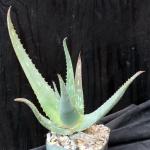 Aloe omoana 5-inch pots