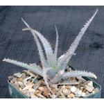 Aloe parvula 5-inch pots