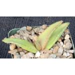 Aloe pearsonii 4-inch pots