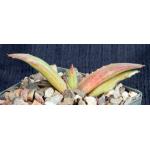 Aloe pearsonii 4-inch pots