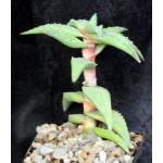 Aloe pearsonii 5-inch pots
