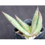 Aloe pearsonii (pink flower) 2-inch pots