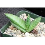 Aloe pearsonii x Gasteria glomerata 4-inch pots