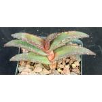Aloe pearsonii 4-inch pots