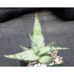 Aloe peckii 4-inch pots