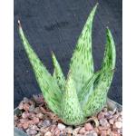 Aloe peckii 5-inch pots