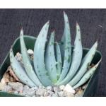 Aloe peglerae 4-inch pots