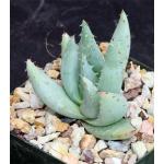 Aloe peglerae 4-inch pots