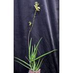 Aloe pendens 5-inch pots
