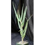 Aloe penduliflora (WY 1009) 4-inch pots