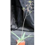 Aloe perdita 4-inch pots