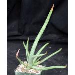 Aloe perdita 4-inch pots