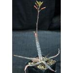 Aloe perdita 5-inch pots