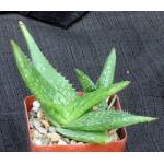 Aloe petrophila (ISI 2001-24) 4-inch pots