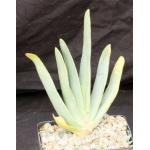 Aloe plicatilis 5-inch pots