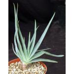 Aloe plicatilis 6-inch pots