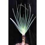 Aloe plicatilis 2-gallon pots
