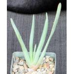 Aloe plicatilis 4-inch pots