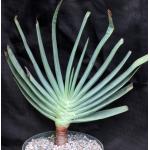 Aloe plicatilis 8-inch pots