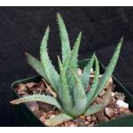 Aloe pratensis 4-inch pots