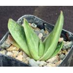 Aloe prinslooi 2-inch pots