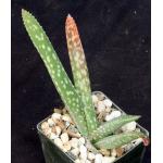 Aloe pseudorubroviolacea 3-inch pots