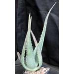Aloe pseudorubroviolacea 5-inch pots