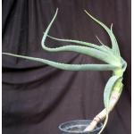 Aloe pseudorubroviolacea 5-gallon pots