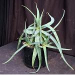 Aloe pubescens 3-gallon pots