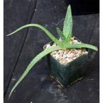 Aloe pubescens 4-inch pots